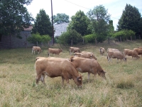 Vaches de la race Aubrac