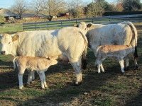 Vaches Piémontaises